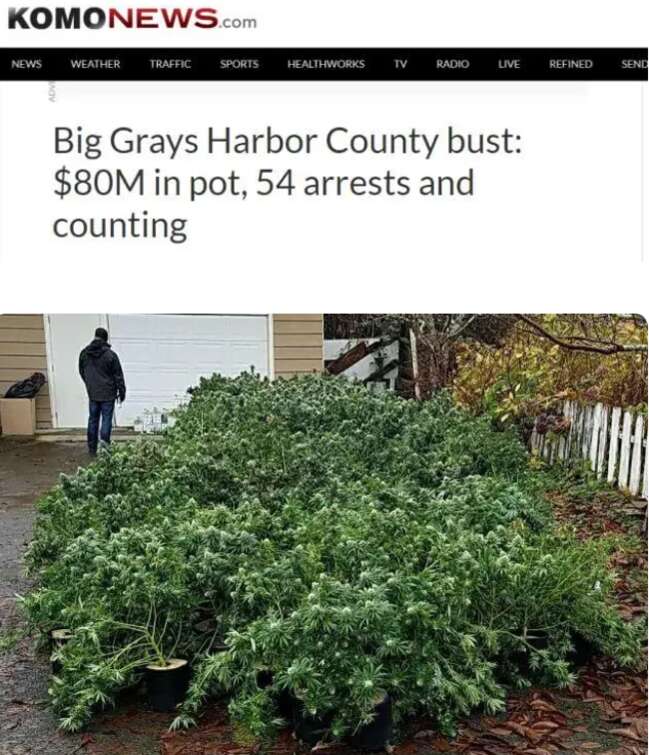 2017年11月，美国警方在缉毒行动中搜查出多处非法大麻种植屋，没收3.5万株大麻植物 ...